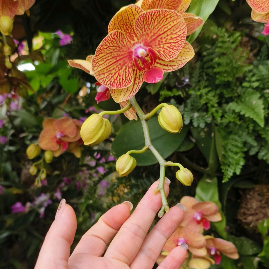 🐇芳圆