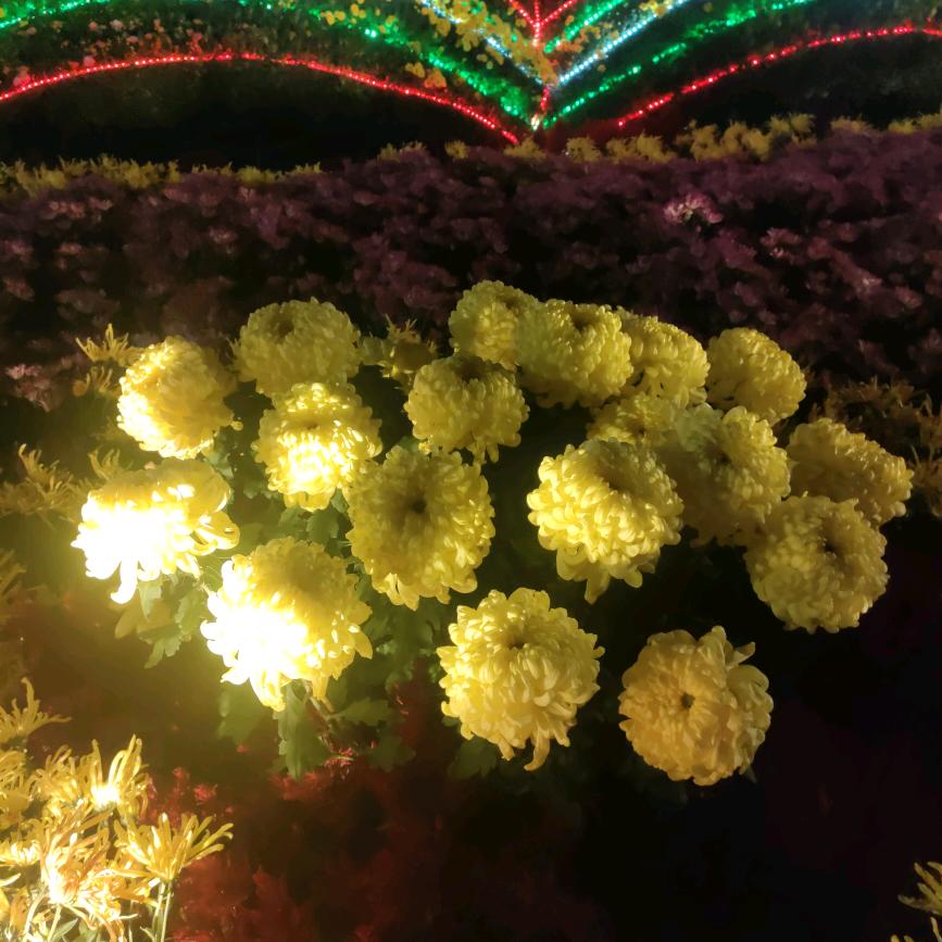 顺期自然