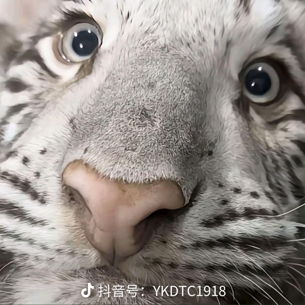 用户7285294262108