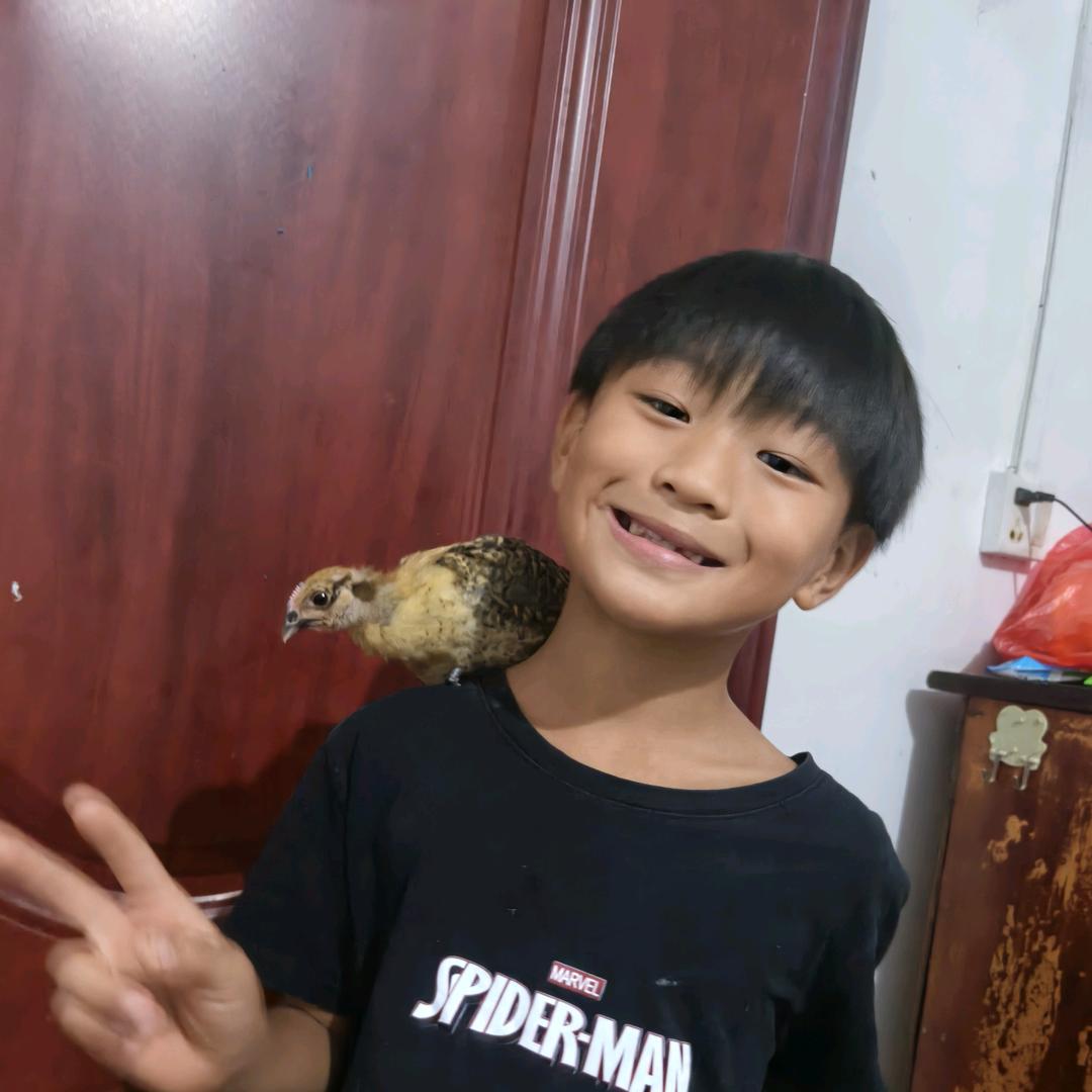 杨姐养猪