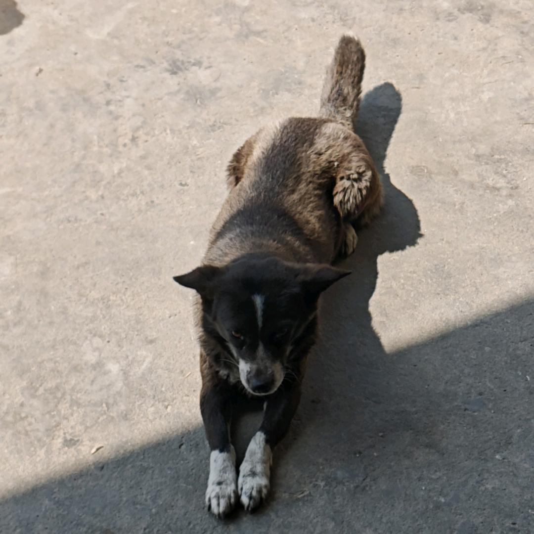桑心小狗🐕（见过丁禹兮版）