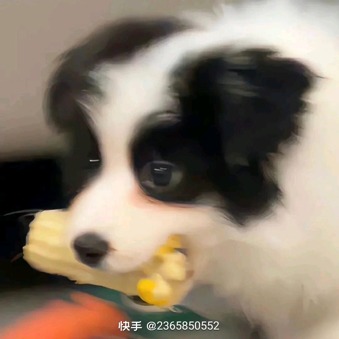 ヾ(°ｰ°ヾ)^?啊咧？