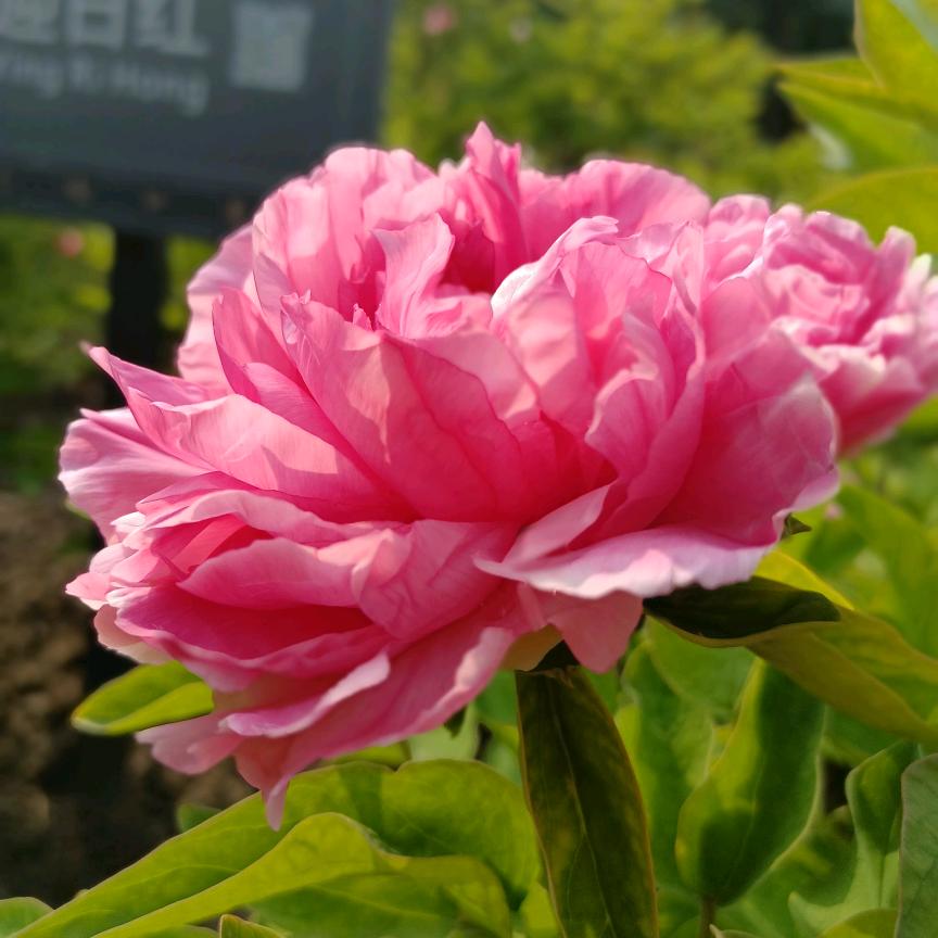 春暖花开好运来