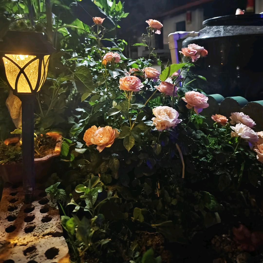 @伊佐@