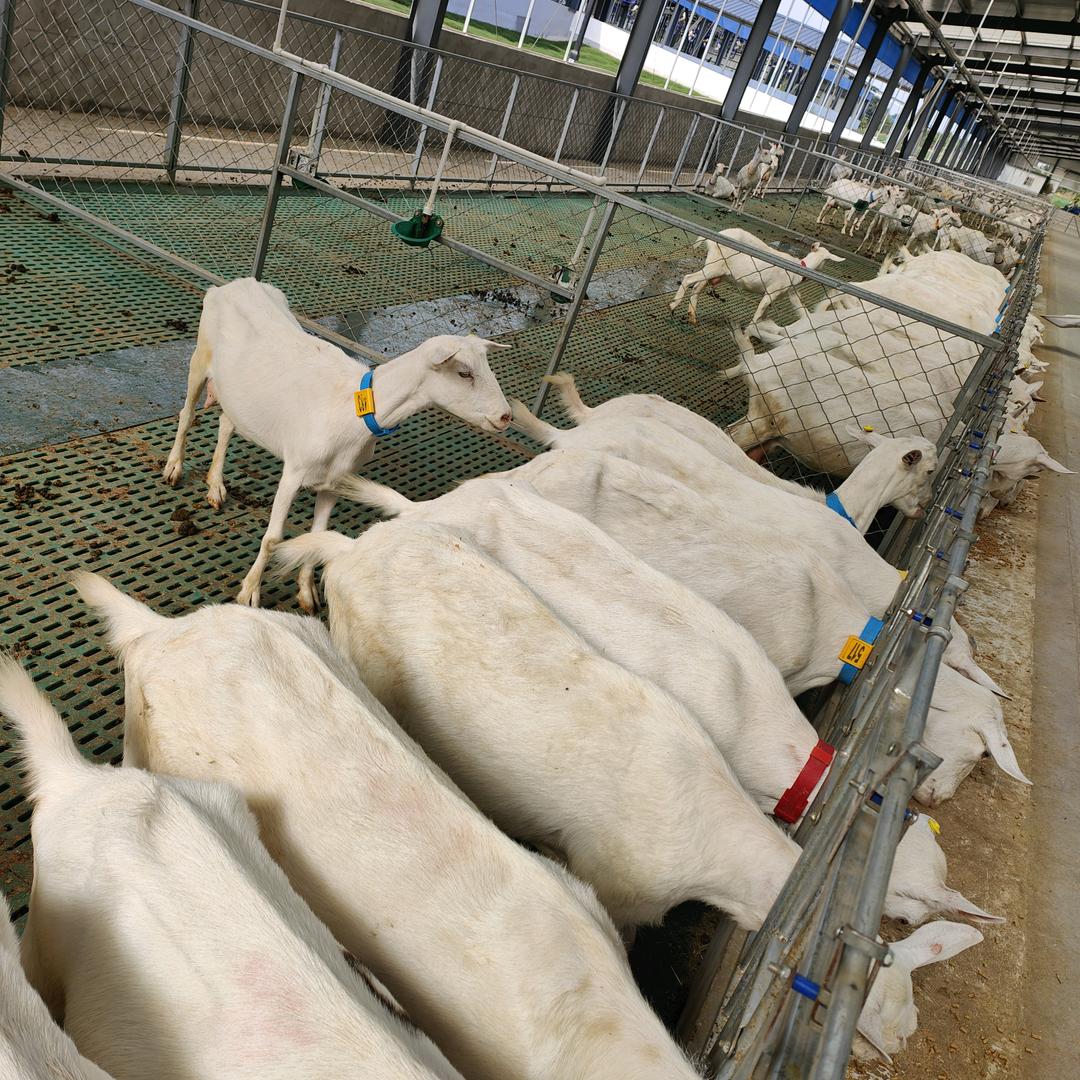 饲养员(聊养羊3号）