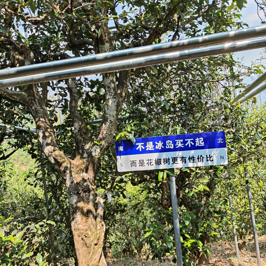 拉祜兄弟的茶《 花 蕉 树 》