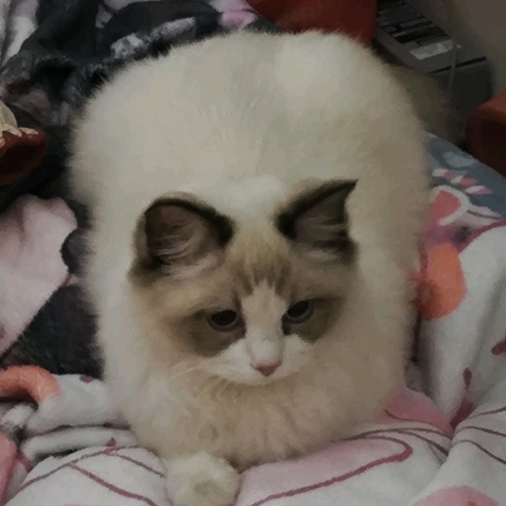 啵啵给果果点赞