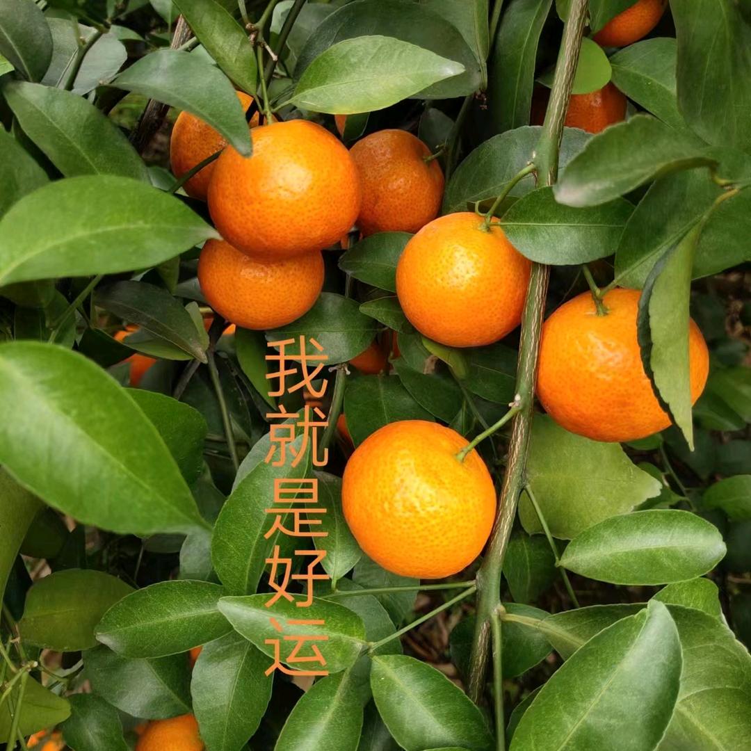 盟前程似锦