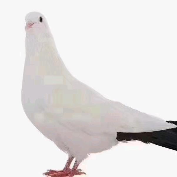 和平鸽