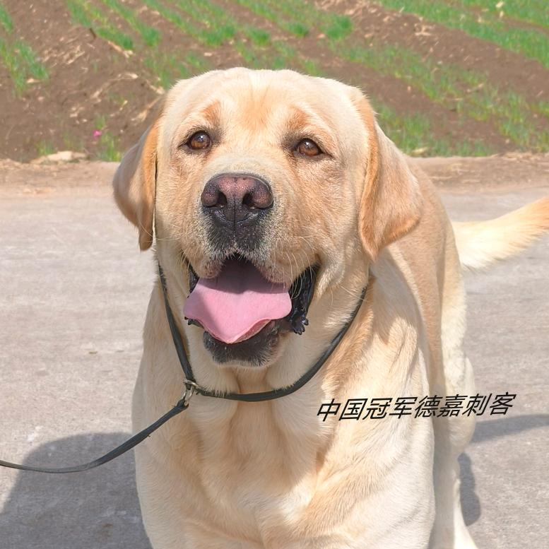 拉布拉多的家——德嘉