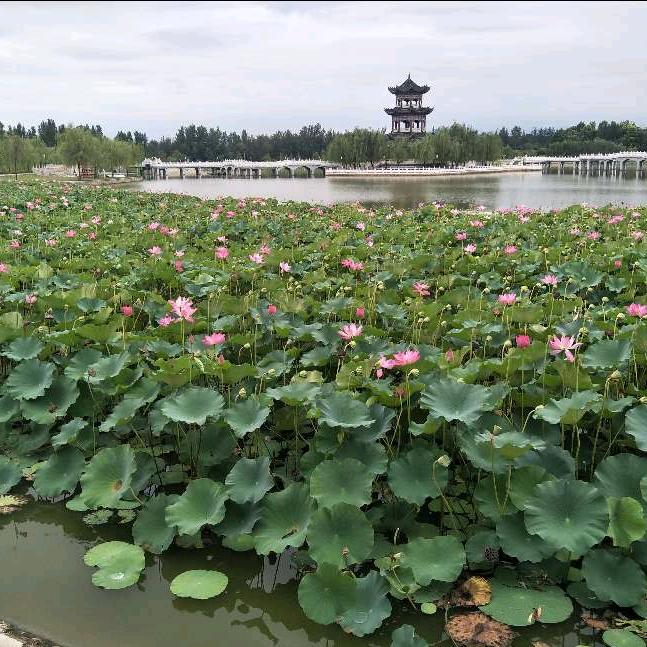 花好月圆