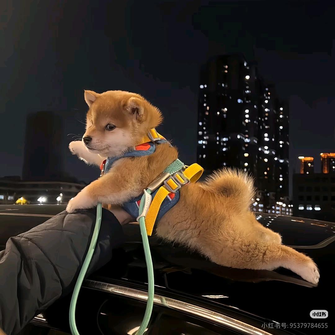 苏尘