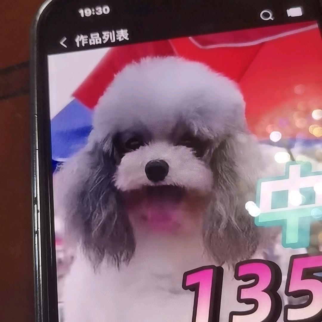 中国顶尖萌宠