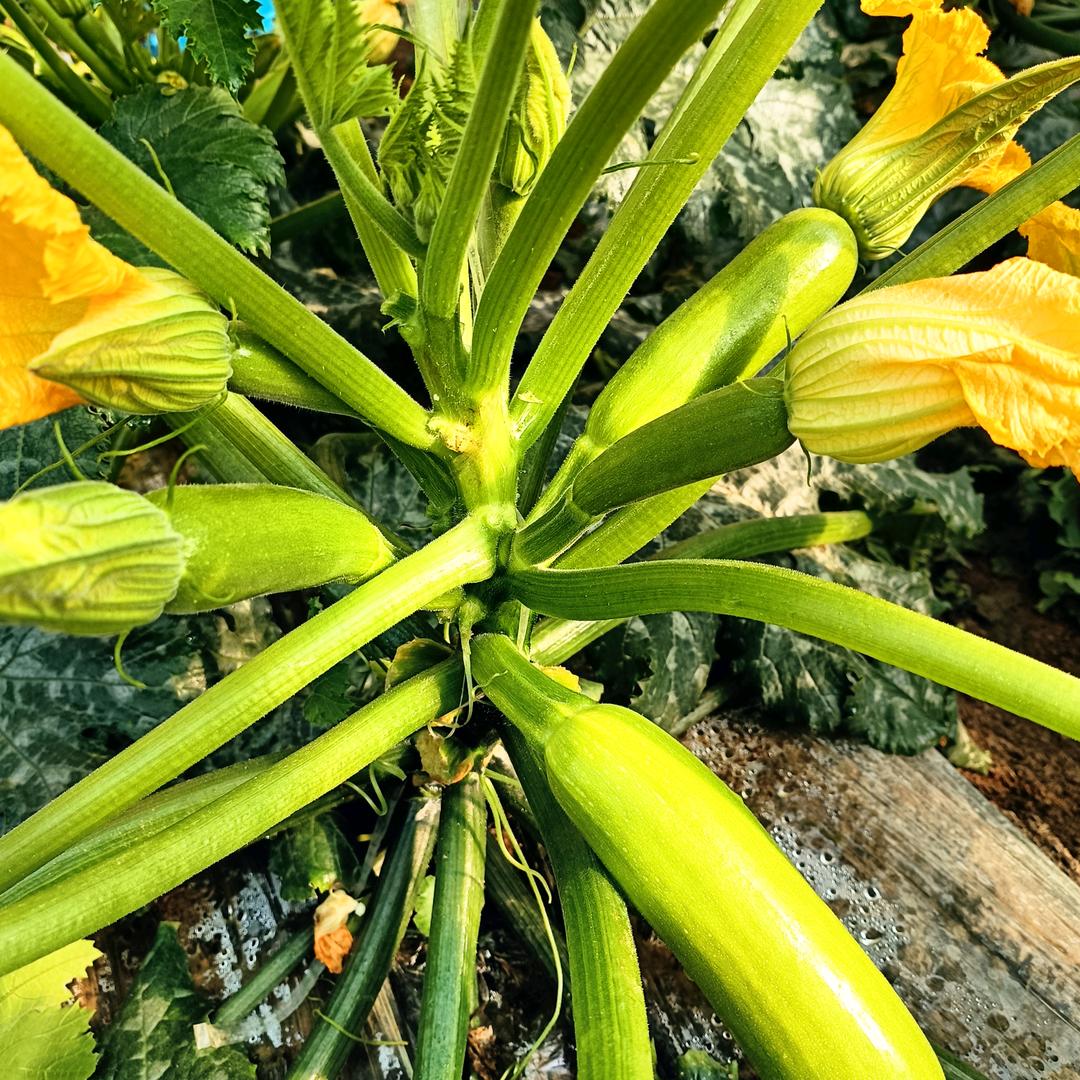 夏天