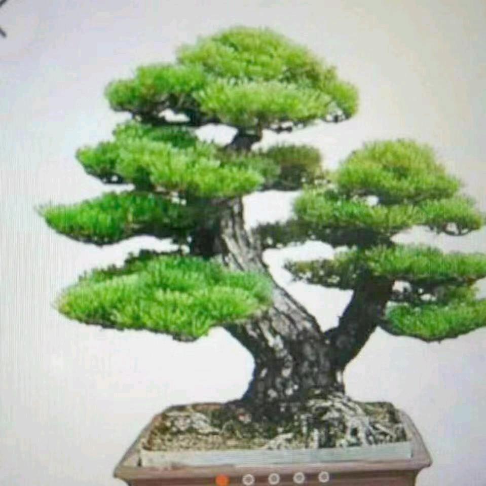 前程似锦