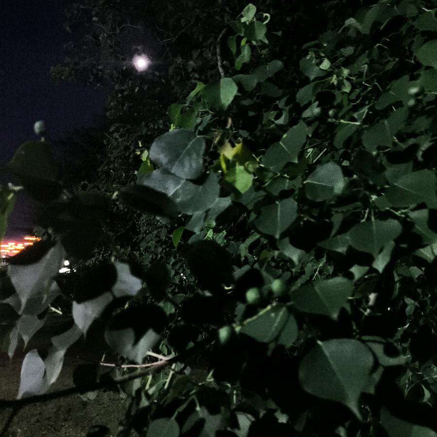 回到无产阶级专政