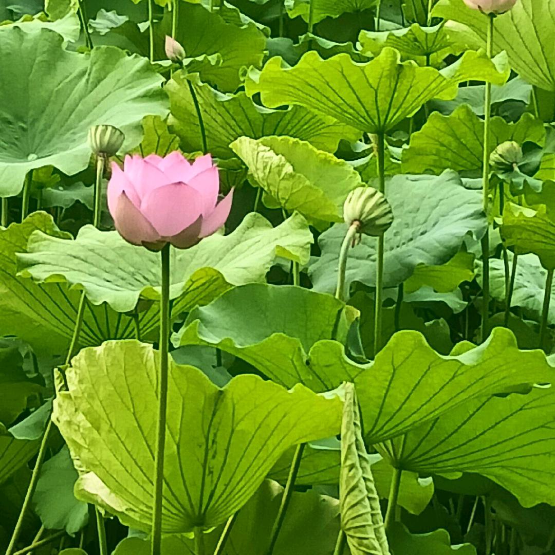 红尘一梦户外
