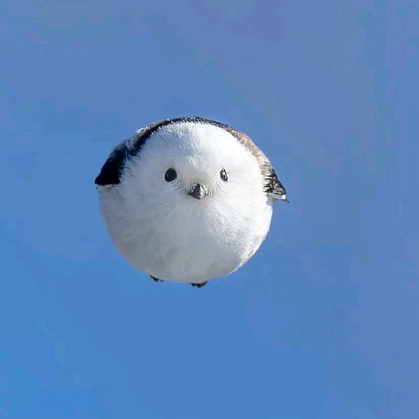 卿本道