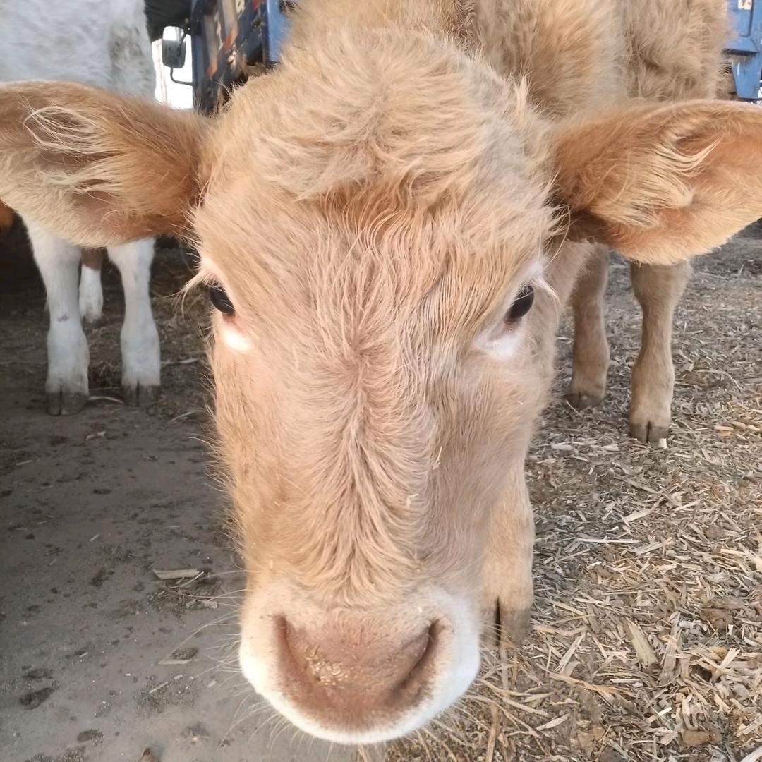 白玉汤（花臂改刀）