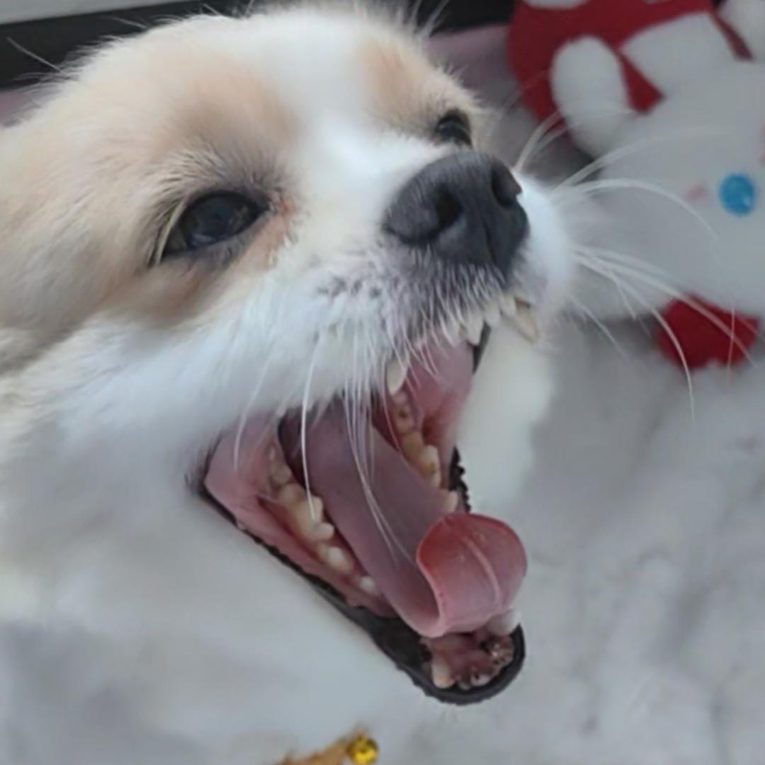 倪诺