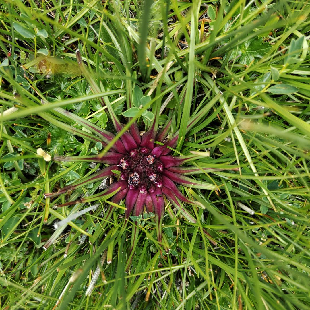 次仁☔️🍎🍒