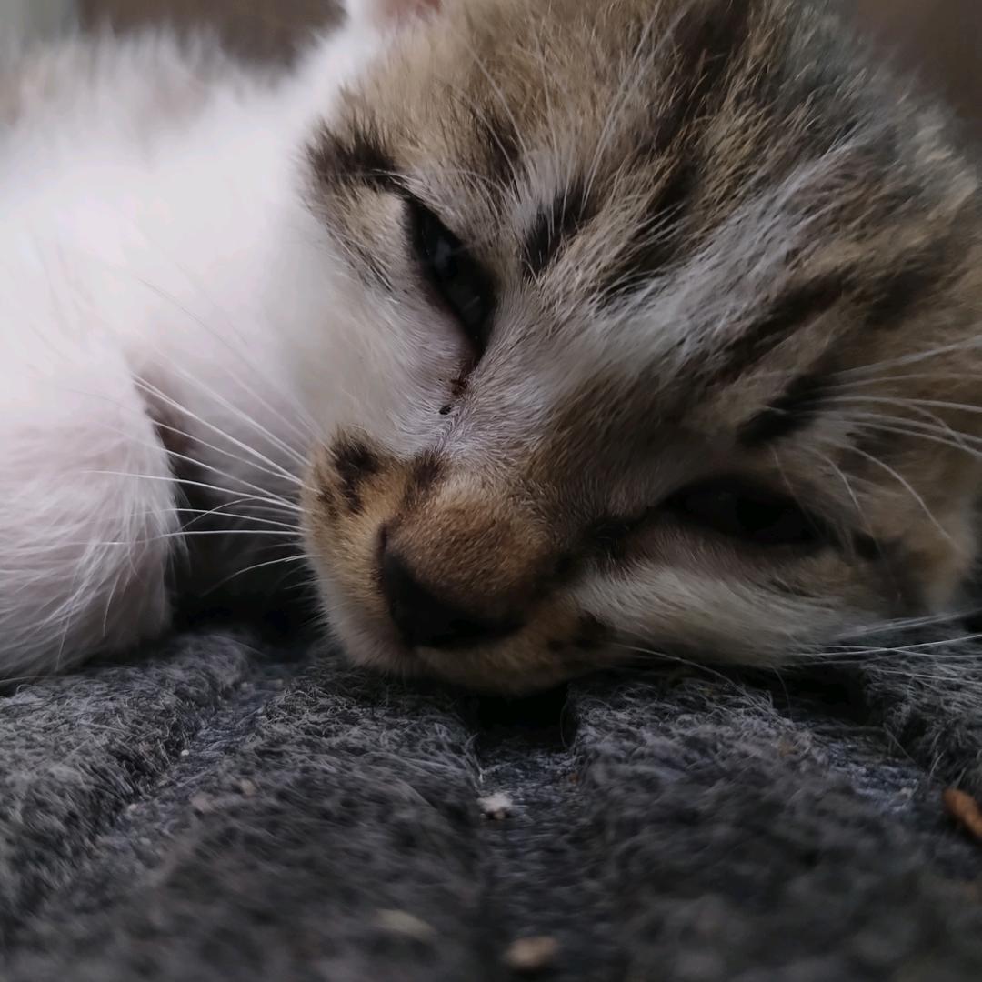 冷圈的我没饭吃