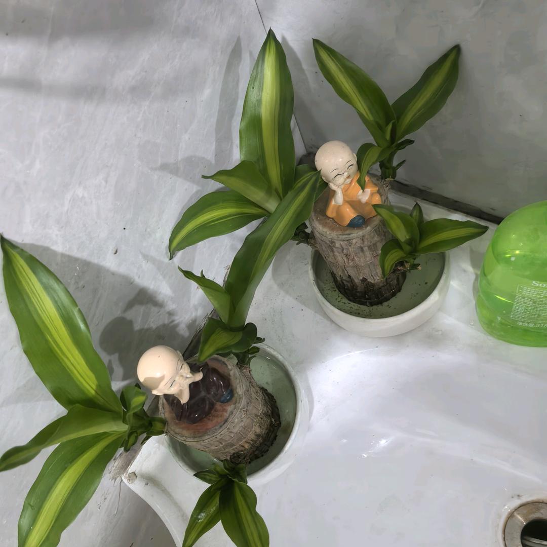 人生如戏