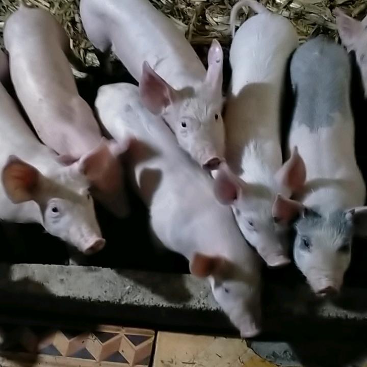 专业小猪出售