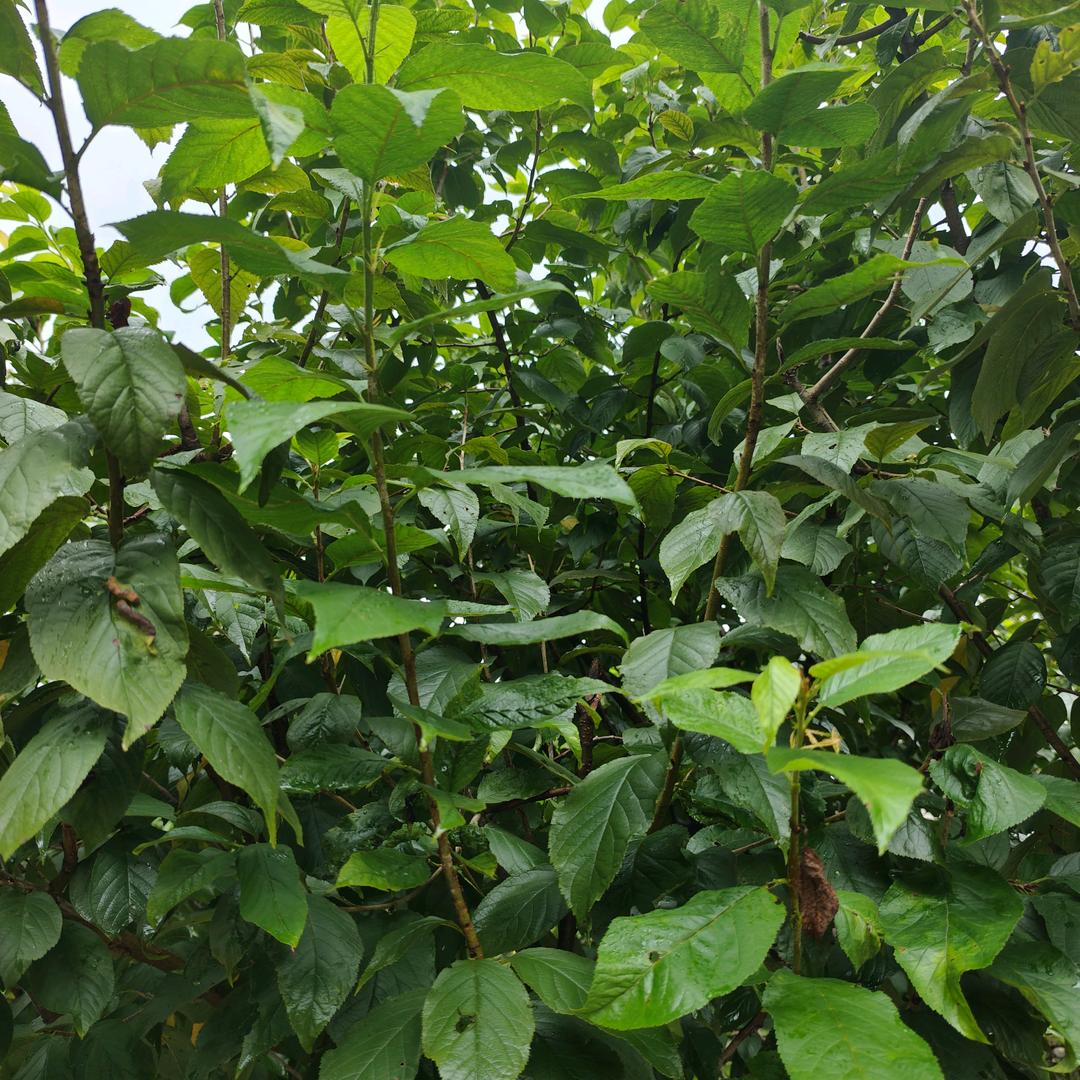 家狼
