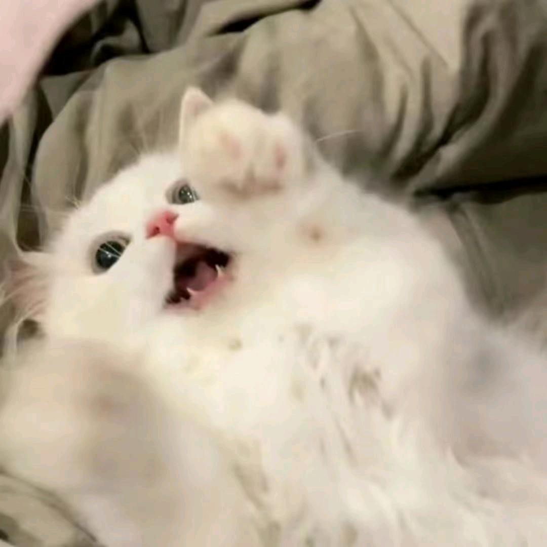 小猫龙井茶ᓄ