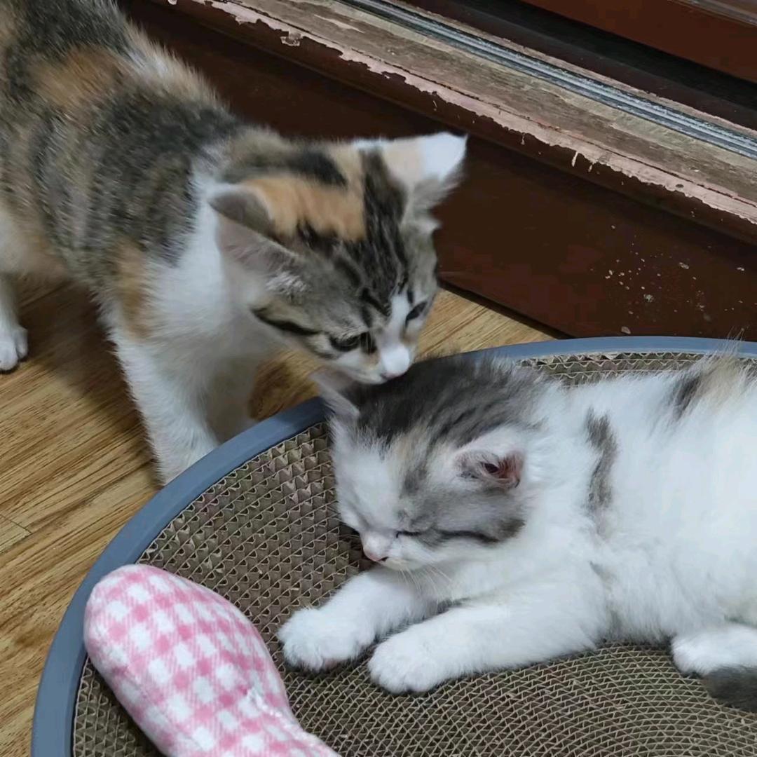 🌈🌈🌈豆芽和芋圆