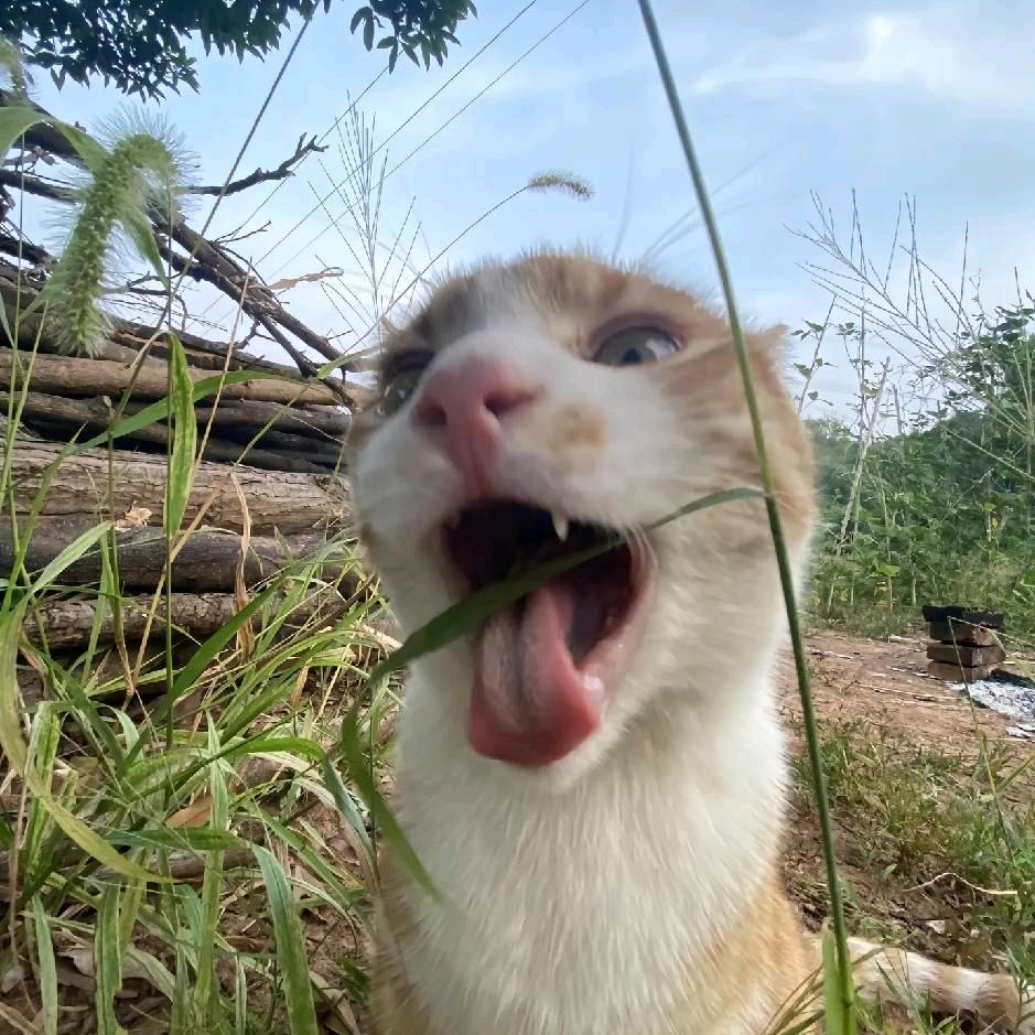 觉不眠