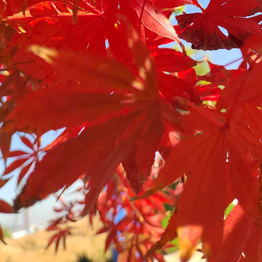 随车吊常年出租