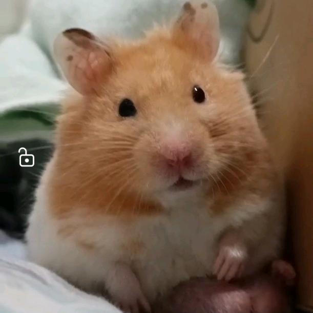 ～可爱的🐹～