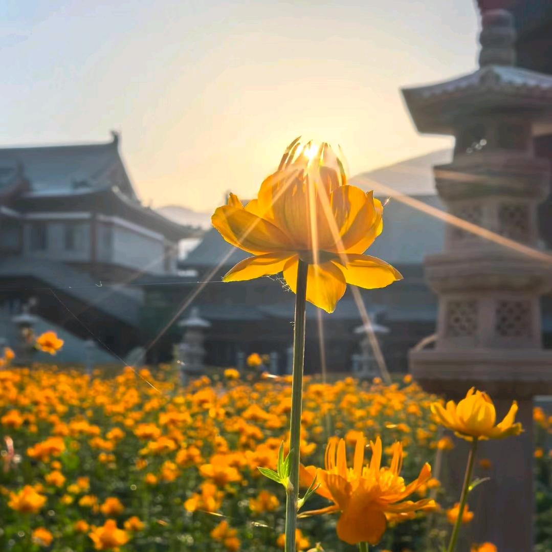 潍坊鲁师教育 姜老师