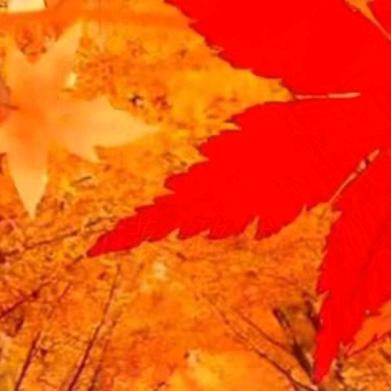 🍂，叶落，悠然，🍁，