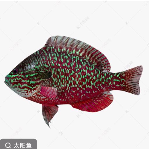 太陽魚🌈🐠