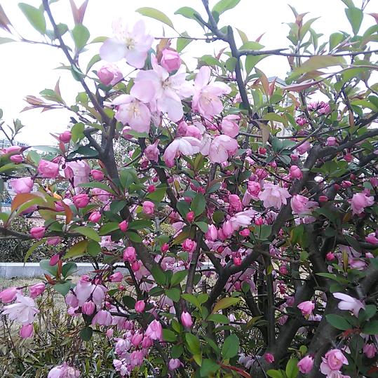 花语