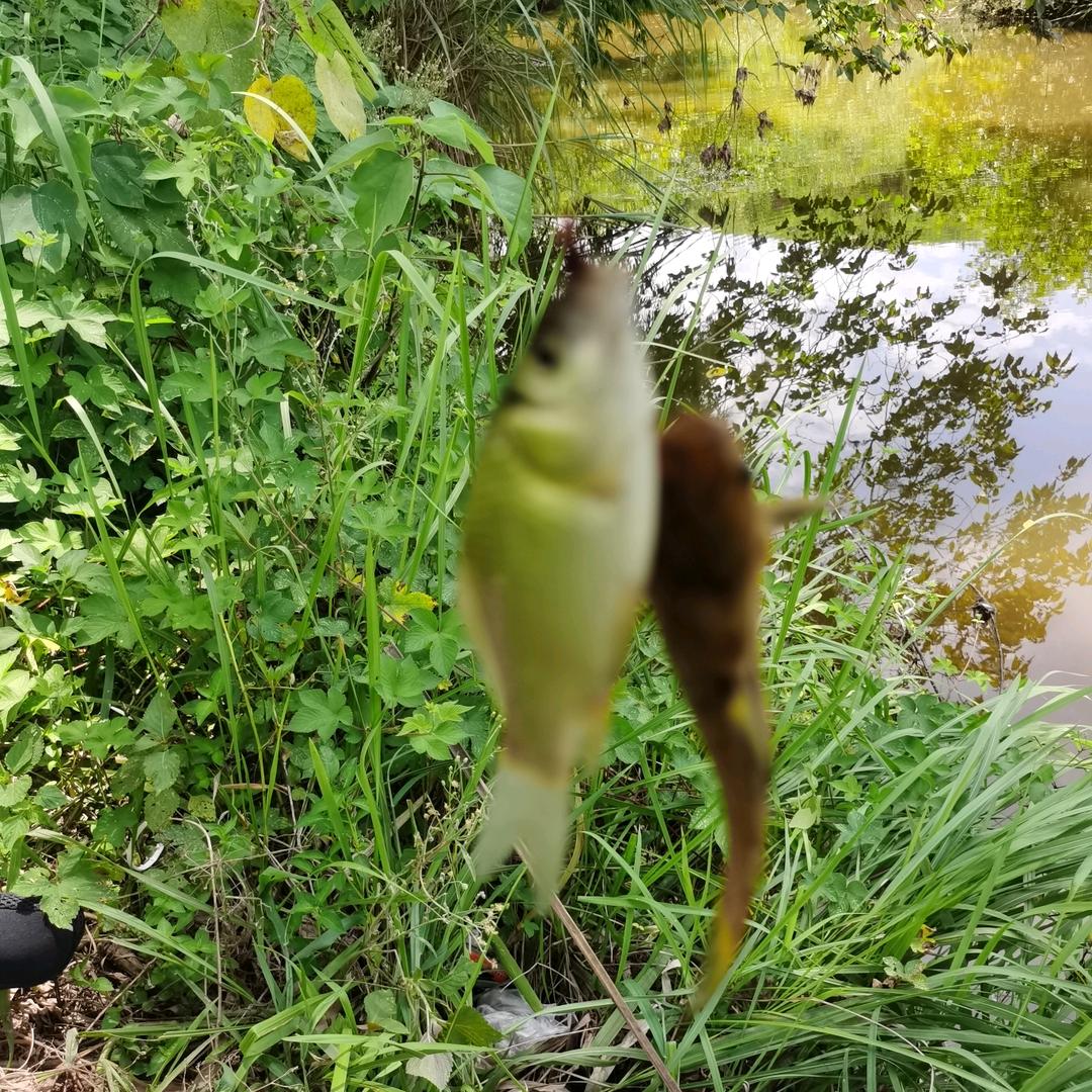 百步穿杨去野钓
