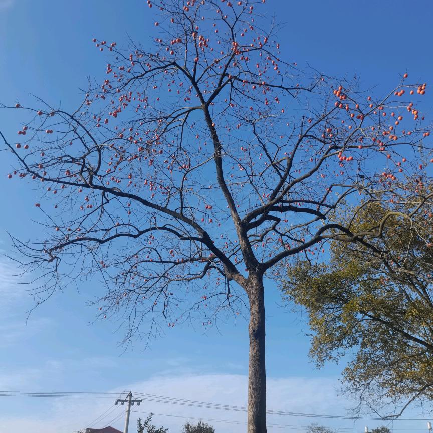 帝国时代(谢谢关注)