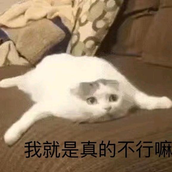 🐦你头上