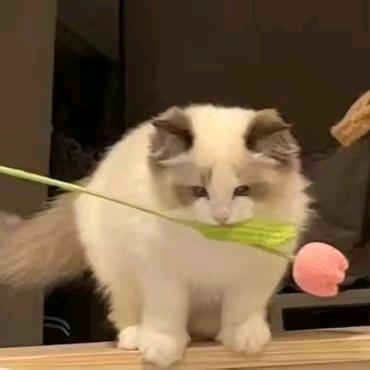 手手