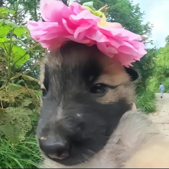 野生的鲫鱼