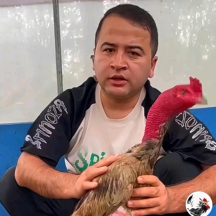 @巴哥斗鸡百货
