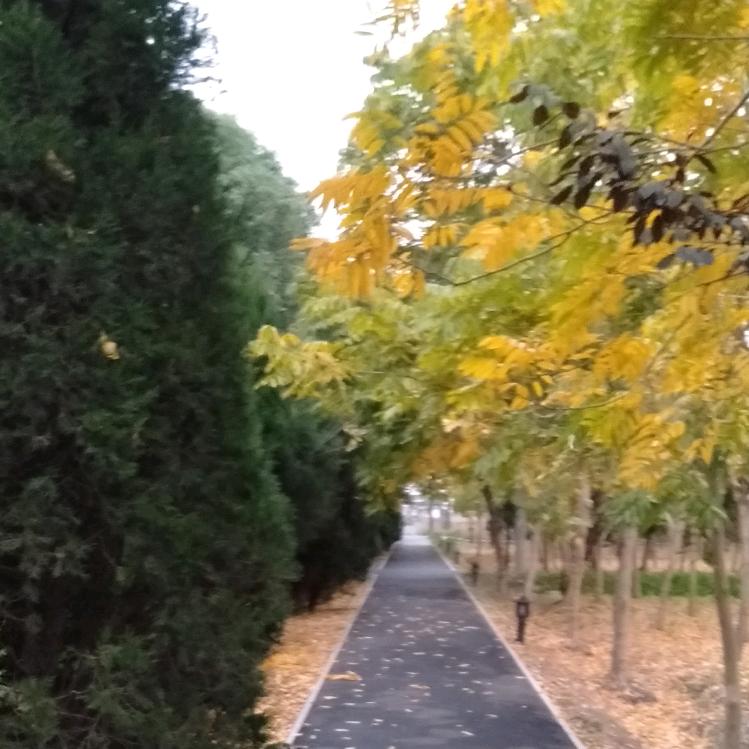 zhang