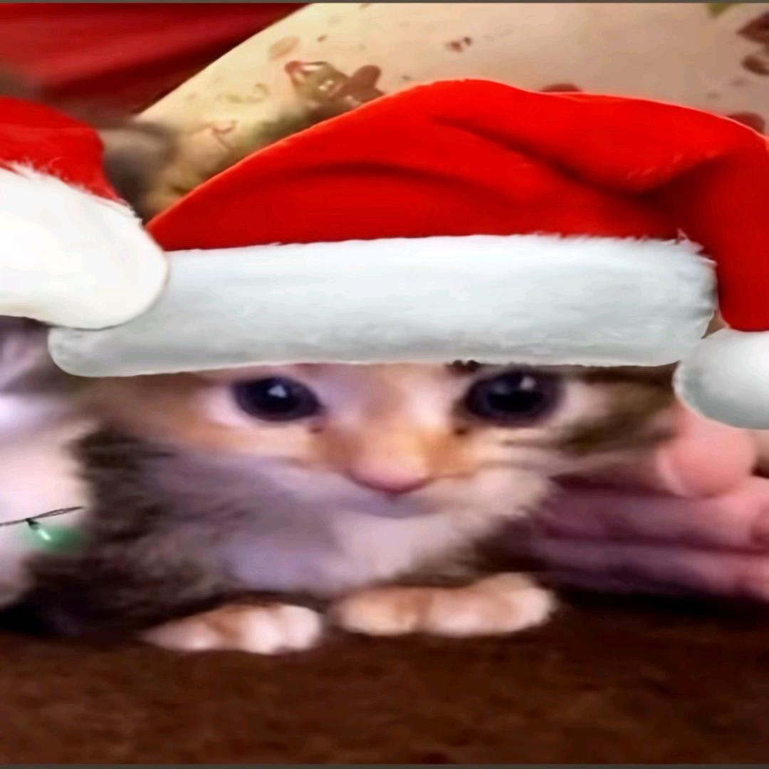 看到我请让我去背单词