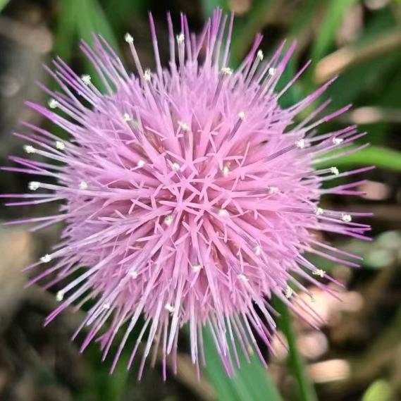 ღ᭄ꫛ💖知秋꧔ꦿ᭄💞²º