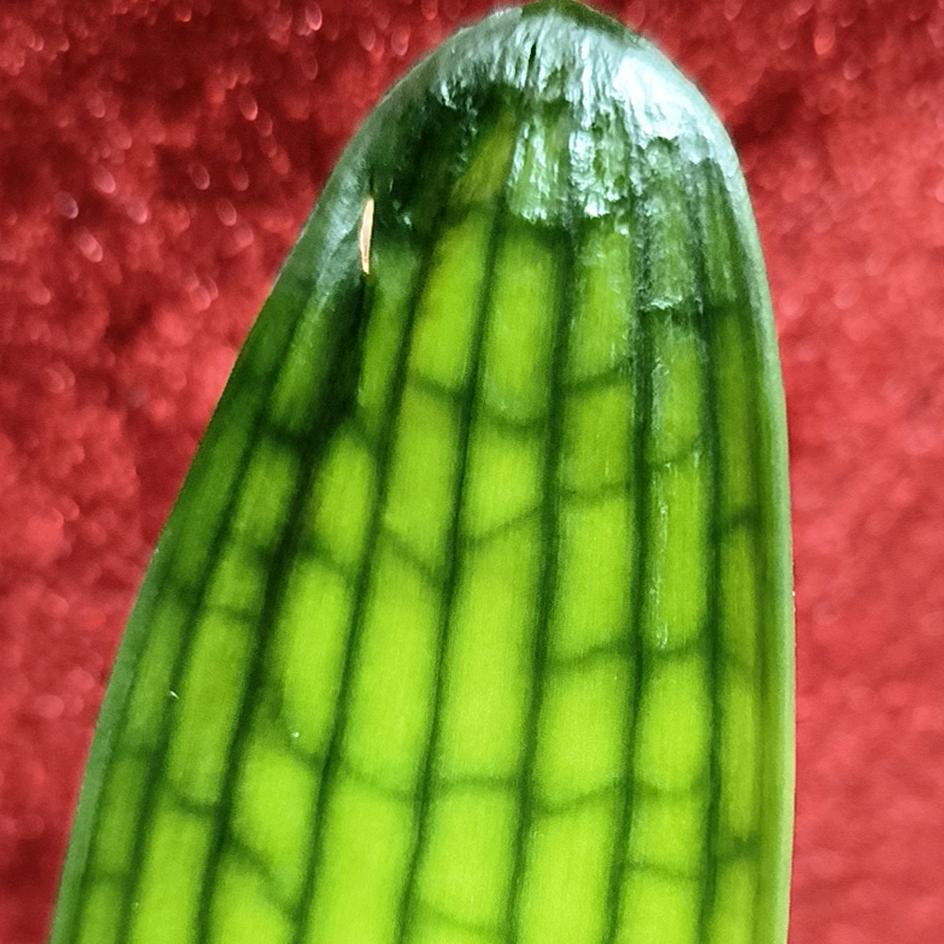 铁北张精品兰苑