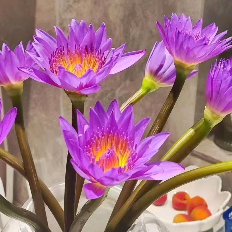 一花一草一世界