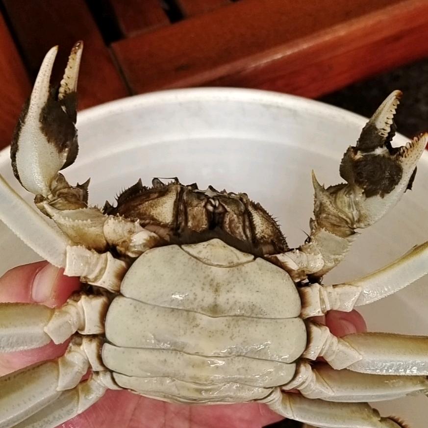 小傅螃蟹生态养殖（自产自销）